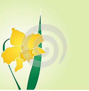 Daffodil-jonquil vector design