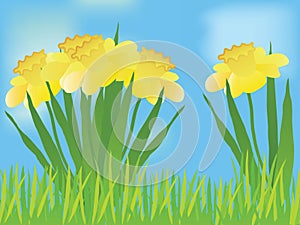 Daffodil landscape