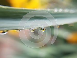 Daffodil Macro Photography