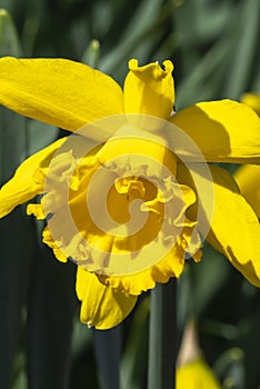Daffodil `Mando photo