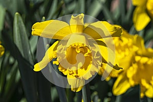 Daffodil `Mando` narcissus