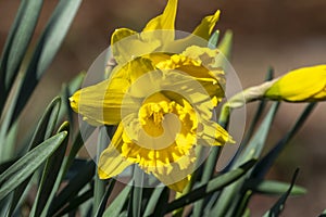 Daffodil `Mando photo