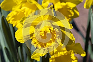 Daffodil `Mando photo