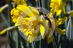 Daffodil `Mando photo