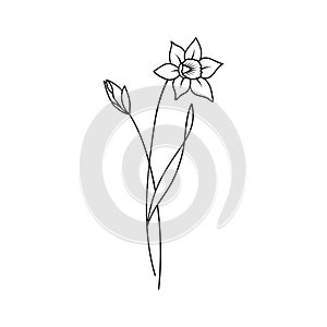 Daffodil March Birth Month Flower Illustration