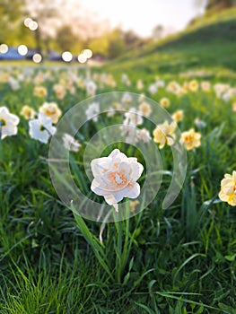 Naturalising daffodils in grass photo