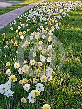 Naturalising daffodils in grass photo