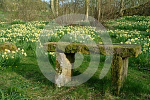 Daffodil Meadow, Scotland