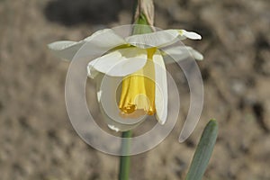 Daffodil Merels Favourite photo