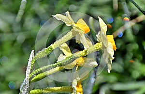 Daffodil in the morning, Narcissus, spring perennial plants