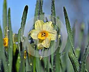 Daffodil in the morning, Narcissus, spring perennial plants