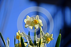 Daffodil in the morning, Narcissus, spring perennial plants