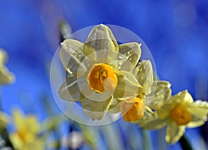 Daffodil in the morning, Narcissus, spring perennial plants