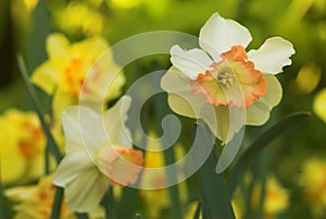 Daffodil or Narcissus