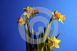 Daffodil and narcissus as a symbol of Easter