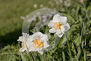 Daffodil Narcissus Barrett Browning flowers.