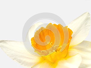 Daffodil, narcissus closeup.