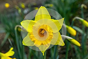Daffodil narcissus `Cornish Gold`