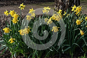 Daffodil narcissus `Early Sensation