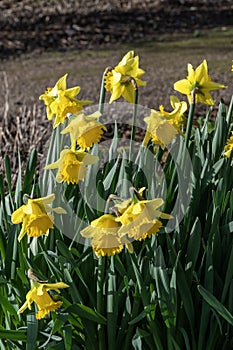 Daffodil narcissus `Early Sensation