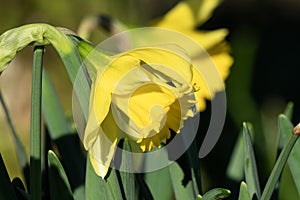Daffodil (narcissus) \'Early Sensation