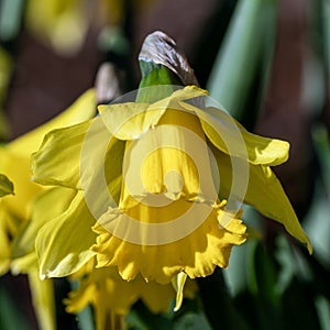 Daffodil (narcissus) \'Early Sensation