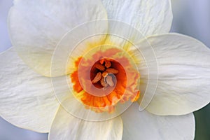 Daffodil / Narcissus Flower in a Closeup