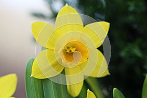 Daffodil / Narcissus Flower in a Closeup