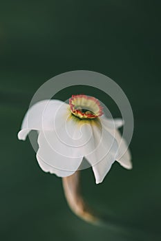 Daffodil narcissus flower detail, green blurry background