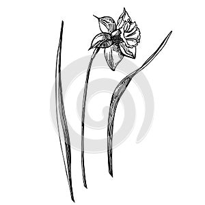 Daffodil or Narcissus flower drawings. Collection of hand drawn black and white daffodil. Hand Drawn Botanical