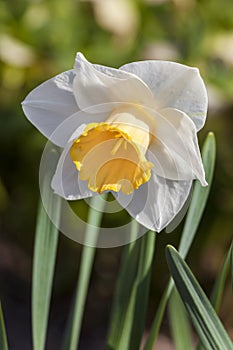 Daffodil narcissus `Foresight` photo