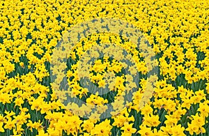 Daffodil or Narcissus garden, Hitachi Seaside Park - Ibaraki, Japan