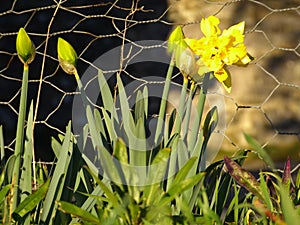 Daffodil narcissus jonquil