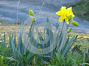 Daffodil narcissus jonquil