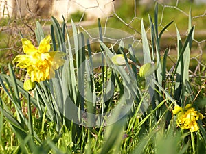 Daffodil narcissus jonquil