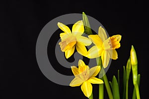 Daffodil
