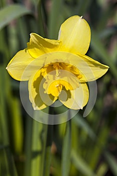 Daffodil narcissus `Mando` photo