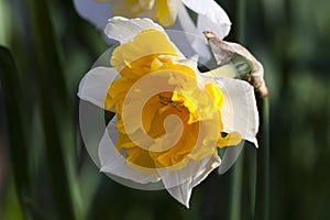 Daffodil narcissus `Orangery` photo