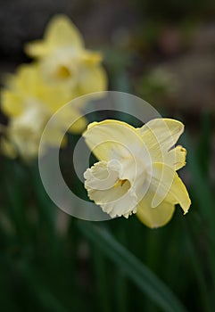 Daffodil Narcissus pseudonarcissus, also called common trumpet daffodil or daffodil