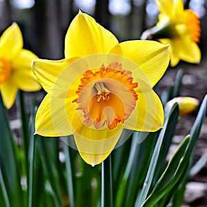 daffodil narcissus pseudonarcissus cheerful daffodils thrive bs photo