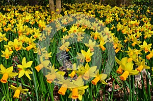 Daffodil - Narcissus, RHS Gardens, Wisley, Surrey, England, UK