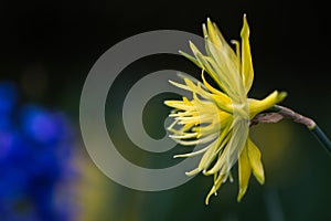 Daffodil Narcissus Rip van winkle flower