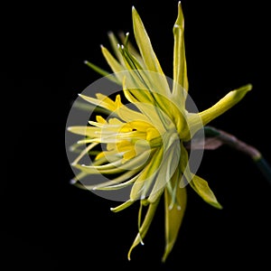 Daffodil Narcissus Rip van winkle flower on black