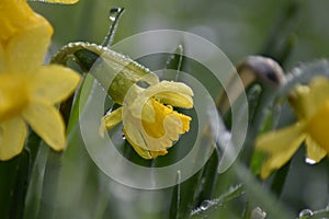 Daffodil (Narcissus) in spring