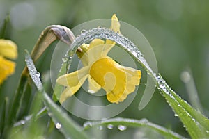 Daffodil (Narcissus) in spring