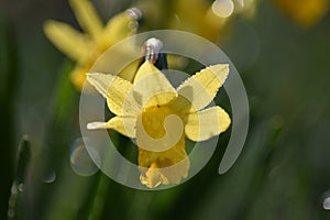 Daffodil (Narcissus) in spring