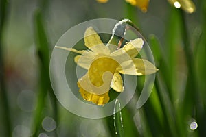 Daffodil (Narcissus) in spring