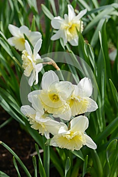 Daffodil Narcissus variety Ice Follies blooms in a garden