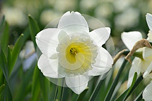 Daffodil Narcissus variety Ice Follies blooms in a garden