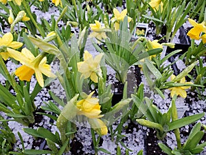 Daffodil nursery plantings and hail spheres